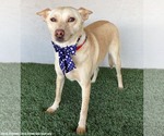 Small #1 Carolina Dog Mix