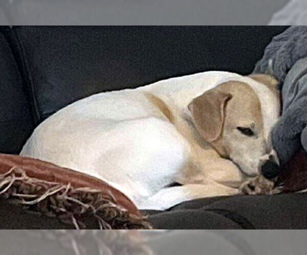 Medium Photo #2 Chiweenie Puppy For Sale in Deepwater, NJ, USA