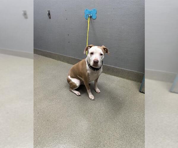 Medium Photo #1 Mutt Puppy For Sale in Las Vegas, NV, USA