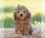 Small Photo #16 Goldendoodle (Miniature) Puppy For Sale in WARSAW, IN, USA