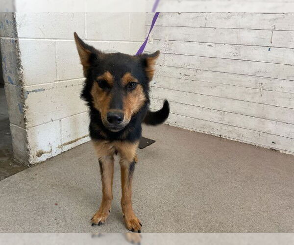 Medium Photo #1 Finnish Spitz-Unknown Mix Puppy For Sale in San Bernardino, CA, USA