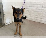 Small Finnish Spitz Mix