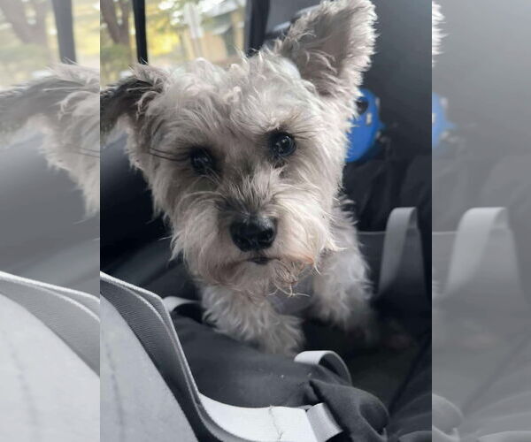 Medium Photo #8 Mutt Puppy For Sale in Mount Pleasant, SC, USA