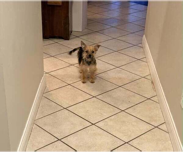 Medium Photo #3 Mutt Puppy For Sale in Aurora, IN, USA