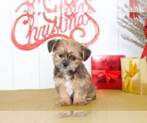 Shorkie Tzu Puppy for sale in BEL AIR, MD, USA