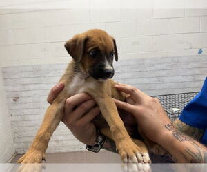 Mutt Dogs for adoption in San Bernardino, CA, USA