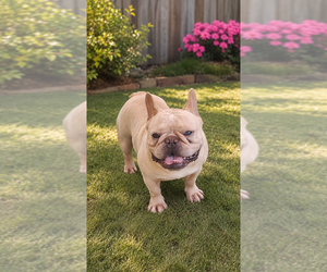 Father of the French Bulldog puppies born on 05/20/2025