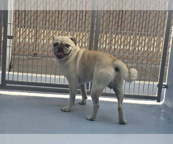 Medium Photo #1 Pug Puppy For Sale in Downey, CA, USA