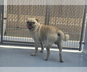 Pug Dogs for adoption in Downey, CA, USA
