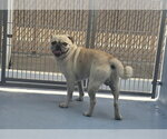 Small Pug