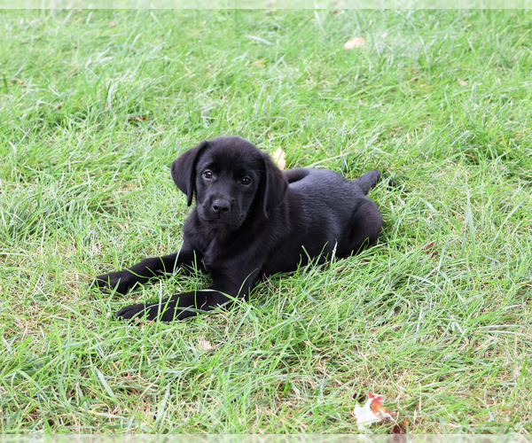Medium Photo #5 Labrador Retriever Puppy For Sale in SYRACUSE, IN, USA