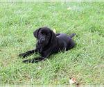 Small #4 Labrador Retriever