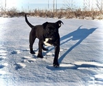 Small Photo #29 American Bully Puppy For Sale in REESEVILLE, WI, USA