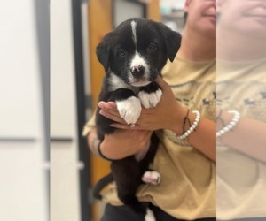 American Staffordshire Terrier-Unknown Mix Dogs for adoption in Holly Springs, NC, USA