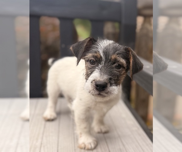 Medium Photo #2 Jack Russell Terrier Puppy For Sale in FREEMAN, MO, USA