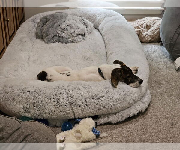 Medium Photo #4 Mutt Puppy For Sale in FRAMINGHAM, MA, USA