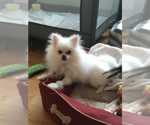 Pomeranian Puppy for sale in OAKLAND, CA, USA