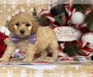 Bichpoo-Cavalier King Charles Spaniel Mix Puppy for sale in LANCASTER, PA, USA
