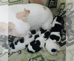 Chorkie Puppy for sale in MANKATO, MN, USA