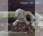 Small Photo #2 Labrador Retriever Puppy For Sale in COLORADO SPRINGS, CO, USA