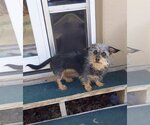 Small Photo #1 Silkshund Puppy For Sale in Belleuve, NE, USA