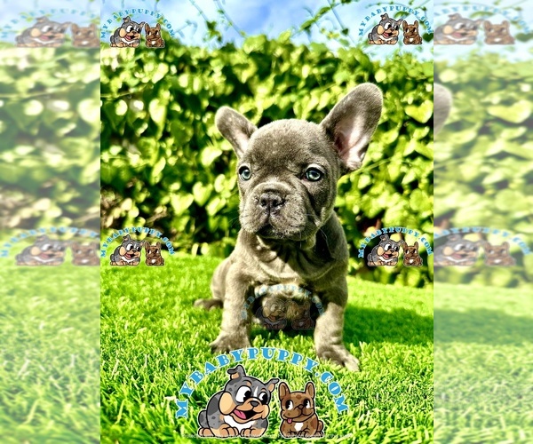 Medium Photo #3 French Bulldog Puppy For Sale in SAN DIEGO, CA, USA