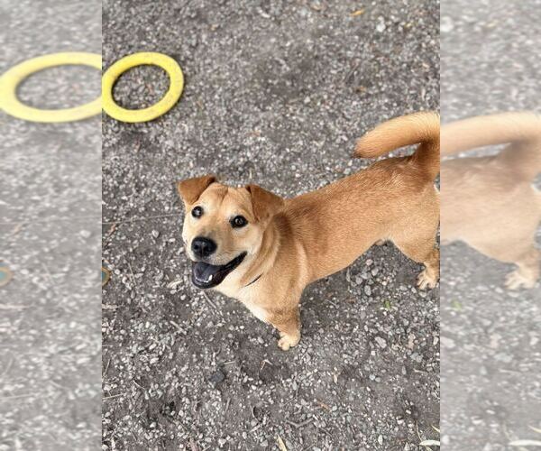 Medium Photo #6 Mutt Puppy For Sale in Elmsford, NY, USA
