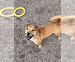 Small #5 Mutt