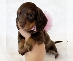 Small #5 Dachshund