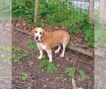 Small Photo #4 Beagle Puppy For Sale in GREENCASTLE, IN, USA