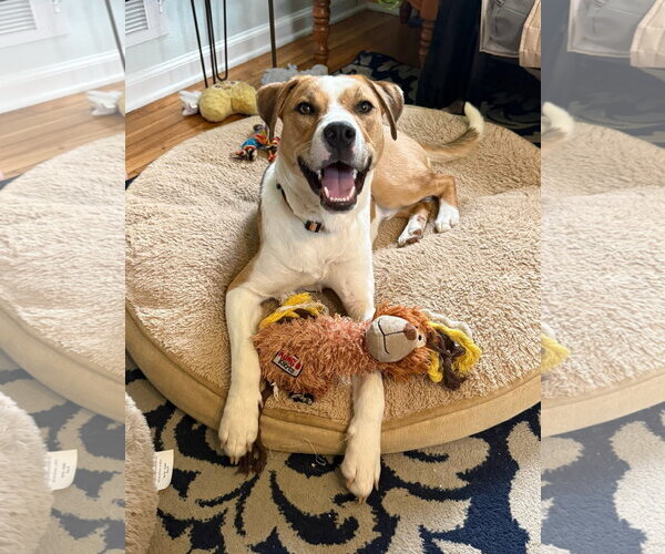 Medium Photo #2 American Pit Bull Terrier-Unknown Mix Puppy For Sale in Germantown, OH, USA