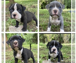 American Bully Puppy for sale in DELMAR, SC, USA