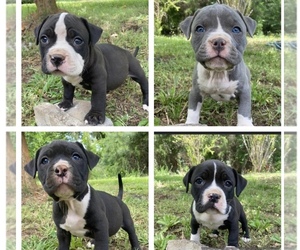 Medium American Bully