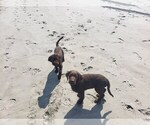 Small Photo #2 Goldendoodle-Labrador Retriever Mix Puppy For Sale in OAKVILLE, WA, USA