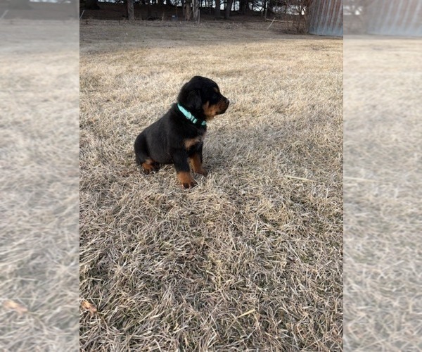 Medium Photo #7 Bernese Mountain Dog-Rottweiler Mix Puppy For Sale in SHEFFIELD, IL, USA