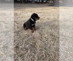 Small #6 Bernese Mountain Dog-Rottweiler Mix