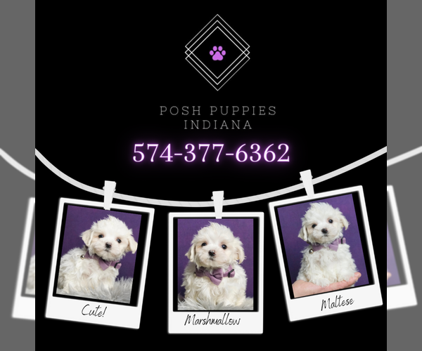 Medium Photo #7 Maltese Puppy For Sale in WARSAW, IN, USA