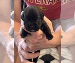 Small Photo #73 Cane Corso Puppy For Sale in REEVESVILLE, SC, USA