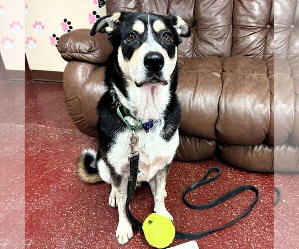 Medium Photo #1 Mutt Puppy For Sale in Fargo, ND, USA