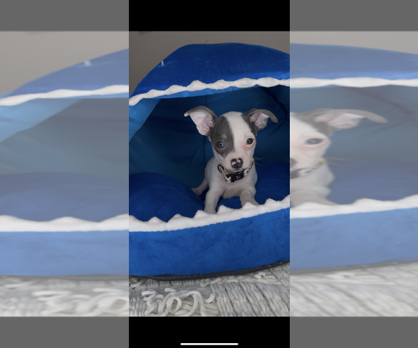 Medium Photo #3 Chihuahua Puppy For Sale in CHARLOTTE, NC, USA