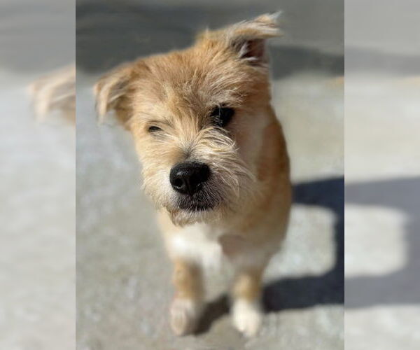 Medium Photo #5 Mutt Puppy For Sale in Arlington, VA, USA