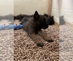 Small #10 Belgian Malinois