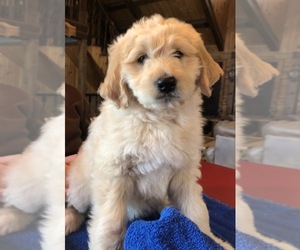 Pyredoodle Puppy for sale in PAULDING, OH, USA