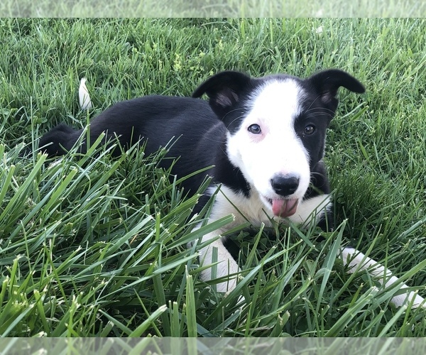 Medium Photo #7 Border Collie Puppy For Sale in LEXINGTON, VA, USA