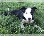 Small Photo #7 Border Collie Puppy For Sale in LEXINGTON, VA, USA