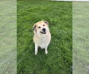 Great Pyrenees-Unknown Mix Dogs for adoption in Dublin, OH, USA