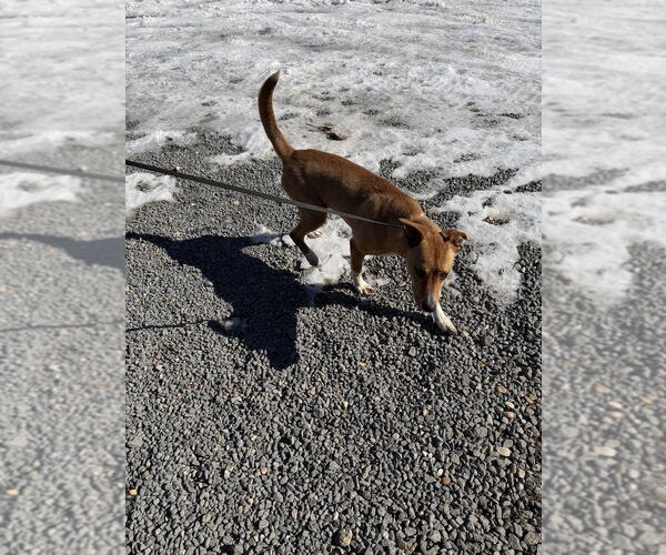 Medium Photo #2 Carolina Dog-Unknown Mix Puppy For Sale in Boston, MA, USA