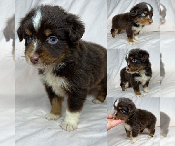 Medium Photo #1 Miniature Australian Shepherd Puppy For Sale in BROOKER, FL, USA