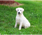 Small #2 Labrador Retriever