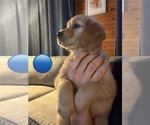 Small Photo #9 Golden Retriever Puppy For Sale in EAST HAMPTON, CT, USA